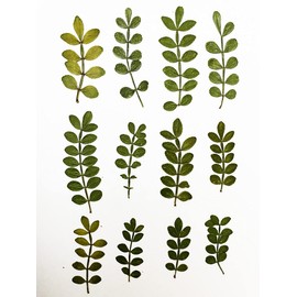 HANDI-KAFU Pack of 12 Schinus Leaf Real Natural Dried Pressed Flowers for Resin Art Craft DIY