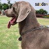 SGODA Chain Dog Training Choke Collar, 304 Stainless Steel