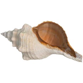 Nautical Crush Trading Conch Shell Decor - Seashell Decor - 10-11" Large Horse Conch Sea Shell - Shells for Decoration - Large Seashells for Crafts - Magic Conch Shell Room Decor