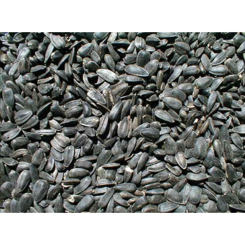 Ernst Grain & Livestock Black Oil Sunflower Seeds - Birdseed