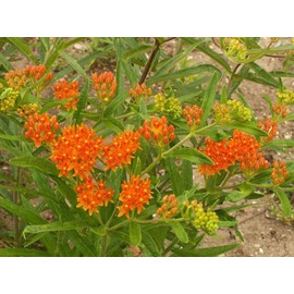 50+ Orange Butterfly Weed Flower Seeds Wildflower Container Garden