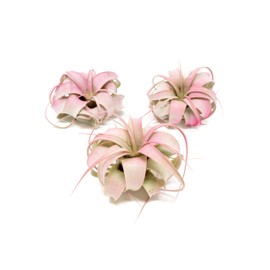 Raspberry Colorful Tillandsia Air Plants - Long Lasting Color Enhanced Live Tillandsia Succulent House Plants - Home and Garden Decor - Easy Care Indoor/Outdoor Plants (Mini Xerographica, Pack of 3)