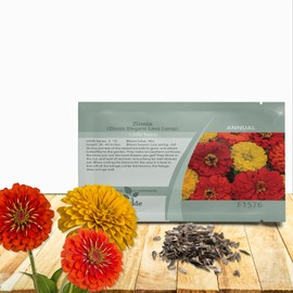 Outsidepride Lava Lamp Zinnia Seeds - 1000 Seeds Annual, Heat & Drought Tolerant Flower Seeds for Planting w/Vibrant Blooms for Pollinator Gardens & Floral Arrangements