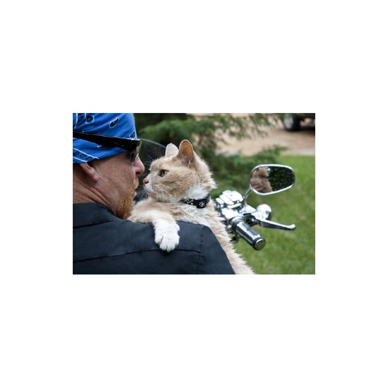 Lupine Lil Bling Patterned Breakaway Cat Collar with Bell, 8