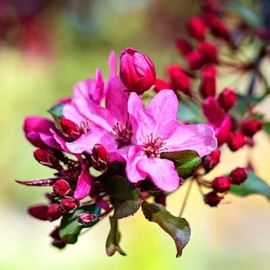 Profusion Crabapple Tree, Pink Flowering, Ornamental Value, Disease Resistance, Hardy, 5 gal, Nursery Pot