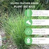 Bloomingbulb Ornamental Grass, Silver Feather Grass, Outdoor Planting, Decorative Garden