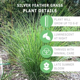 Bloomingbulb Ornamental Grass, Silver Feather Grass, Outdoor Planting, Decorative Garden Grass, 3 Root Divisions, Zones 4-9