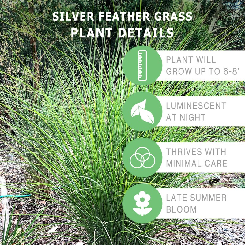 Bloomingbulb Ornamental Grass, Silver Feather Grass, Outdoor Planting, Decorative Garden