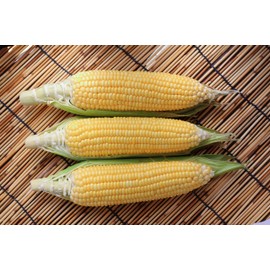 Sugar Buns Hybrid Corn Seeds
