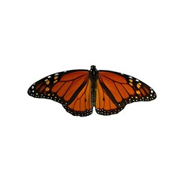 Monarch Butterfly Design 4 Decal - 6" wingspan