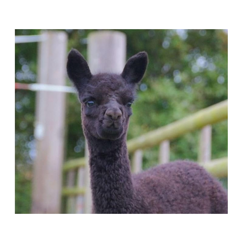 100% Alpaca Wool Bird Nesting Materials for any Hanging Holder