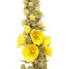 Earthcare Seeds Great Mullein Verbascum thapsus 150 Seeds Heirloom- Non