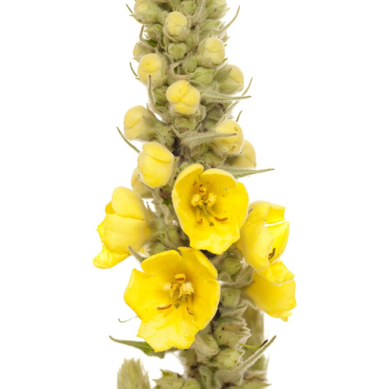 Earthcare Seeds Great Mullein Verbascum thapsus 150 Seeds Heirloom- Non