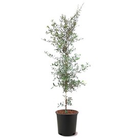 Southern Live Oak, Shade Tree, 5 gal. Nursery Pot