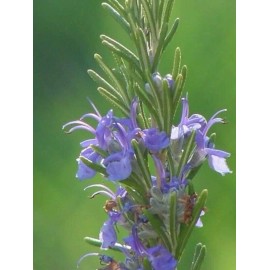 CZ Grain 50 Rosemary Herb Seeds for Planting Rosmarinus officinalis