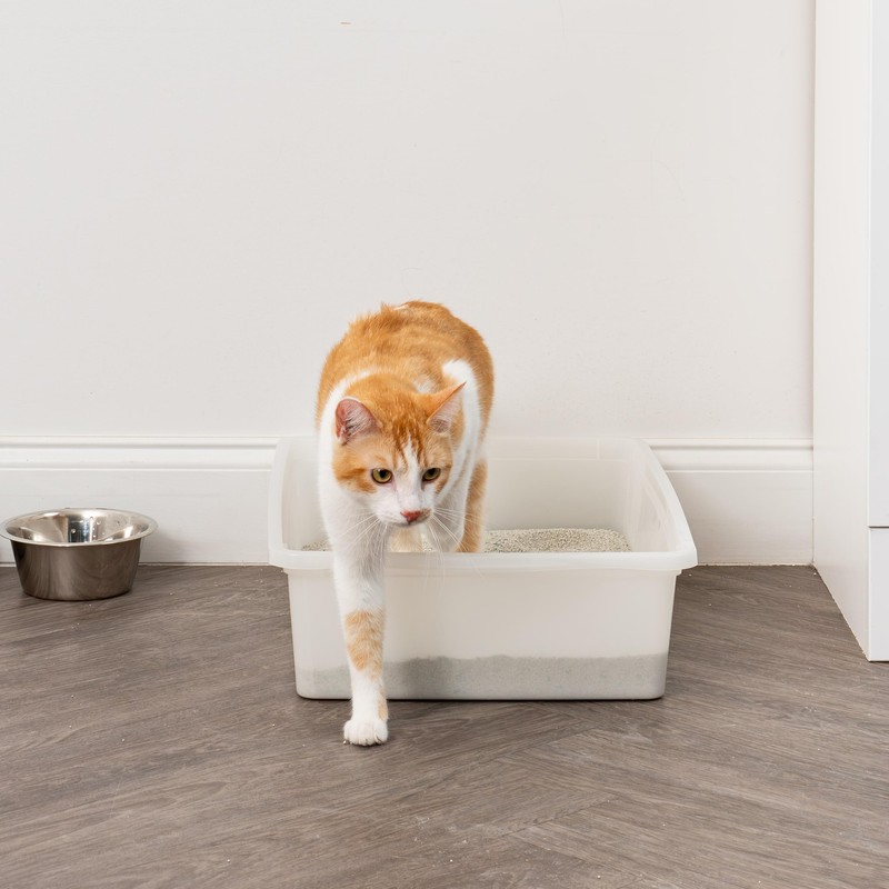 IRIS USA Large Open Top Cat Litter Box, Kitty Litter