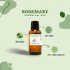 Rosemary Essential Oil – 1/2 fl oz (15 ml) Glass