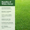 Nature’s Seed White Dutch Clover Seed, Drought Tolerant Ground Cover,
