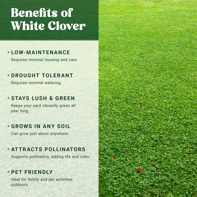 Nature’s Seed White Dutch Clover Seed, Drought Tolerant Ground Cover,