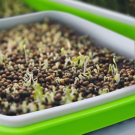 Paquete de 6 bandejas para germinar Semillas con Cubierta, Kit de Bandeja sin BPA para vivero de germinación de Semillas de Doble Capa, cultivador de Pasto de Trigo Saludable sin Suelo
