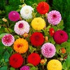 SeedsUP - 100+ Zinnia Elegans Liliput Dwarf Mix - Flower