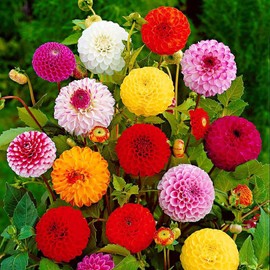 SeedsUP - 100+ Zinnia Elegans Liliput Dwarf Mix - Flower Multicolor