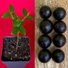 9waters Jaboticaba Plinia Coronata Jabuticaba Fruit Tree tropical Plant VERY