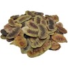 Dried Senna Pods Herbal Tea 85 g - 1.95 kg
