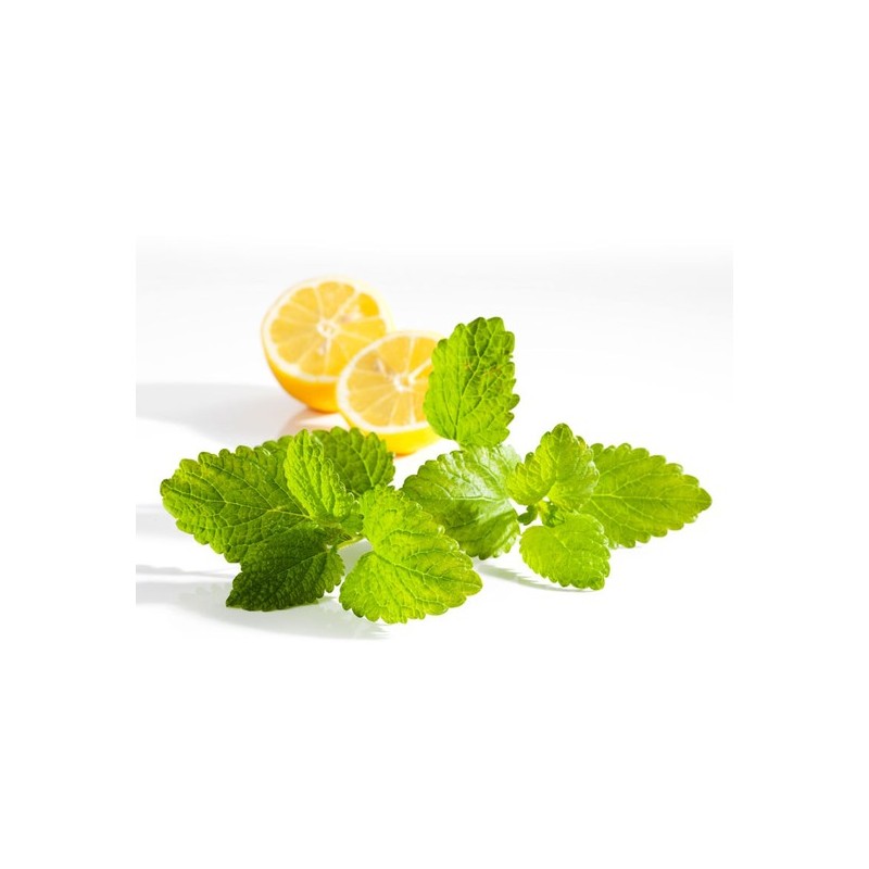 3 packs of 50 lemon balm tea bags / 레몬밤차