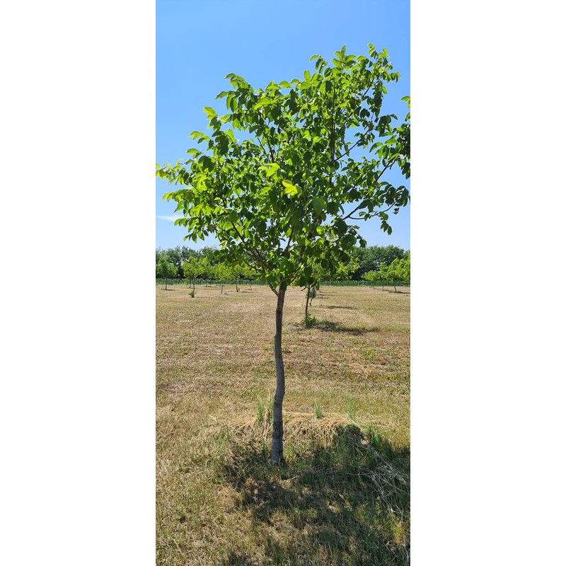 Walnut Flour 500 Grams ✔️ by Hortus Verdi® 💚 100%