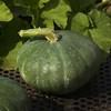Sweet Meat Winter Squash Garden Seeds - 5 g Packet