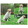 Dog Rcovery Sleeve Soft Breathable Stable Support Adjustable Comfortable Dog