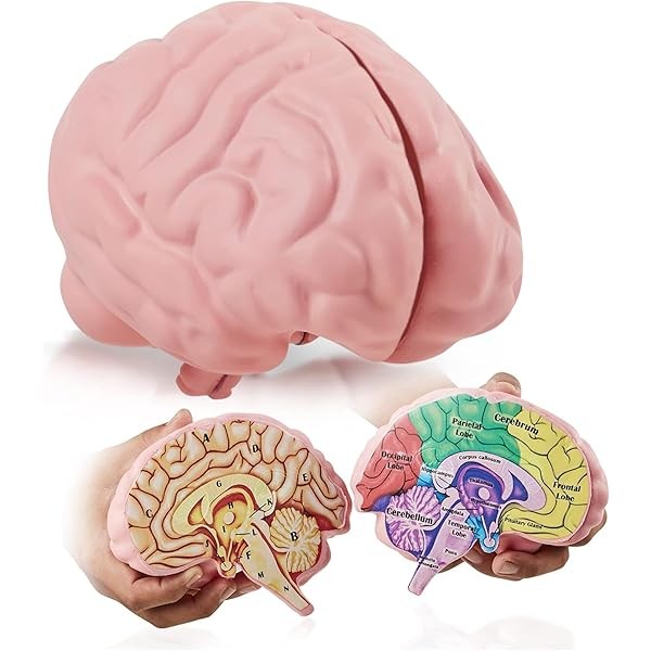 Cross Section Foam Brain Model, Great Educational Tool for Learning