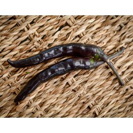 Tasmania Tasmanian Black Hot Pepper Premium Seed Packet + More