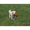 Petface (Seriously Strong by Petface) Nobbly Crocodile Dog Toy