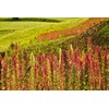 Food to Live - Organic White Quinoa, 10 Pounds Whole