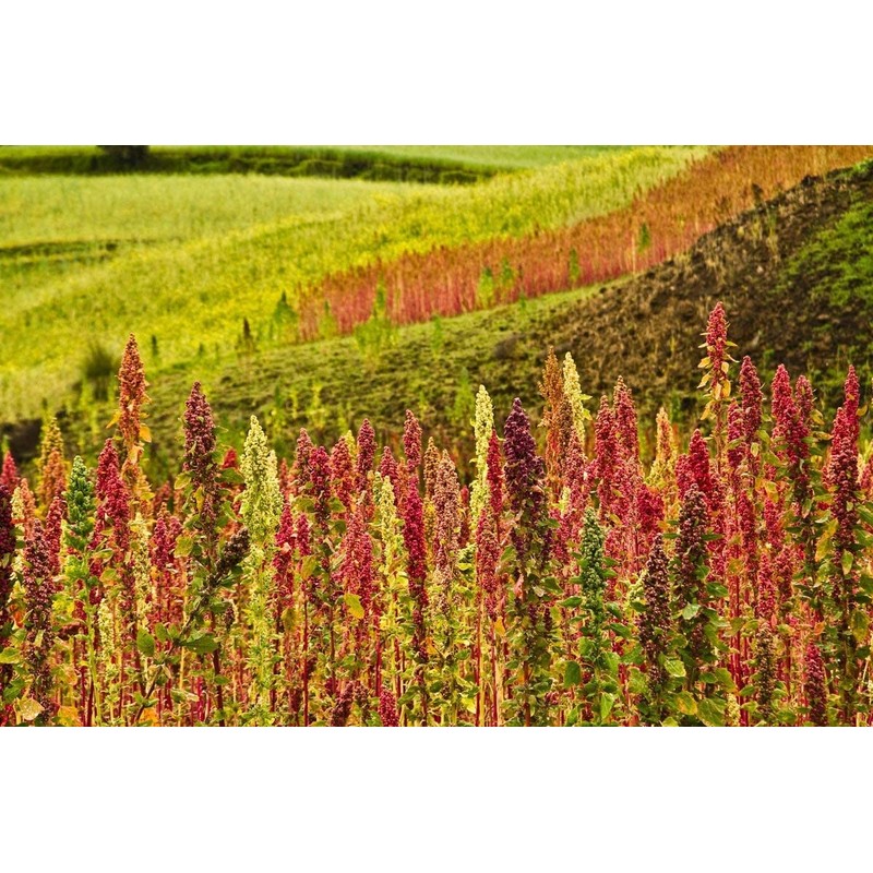 Food to Live - Organic White Quinoa, 10 Pounds Whole