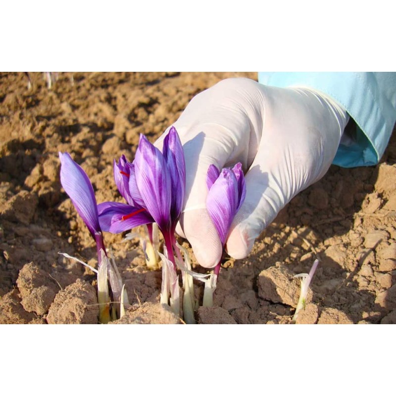 Gourmetia Saffron, Saffron Threads in Premium Quality 5 Grams -