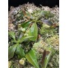 Carnivero Nepenthes Vetchii Kelabit Highlands x S.O.M. x L.V.B.