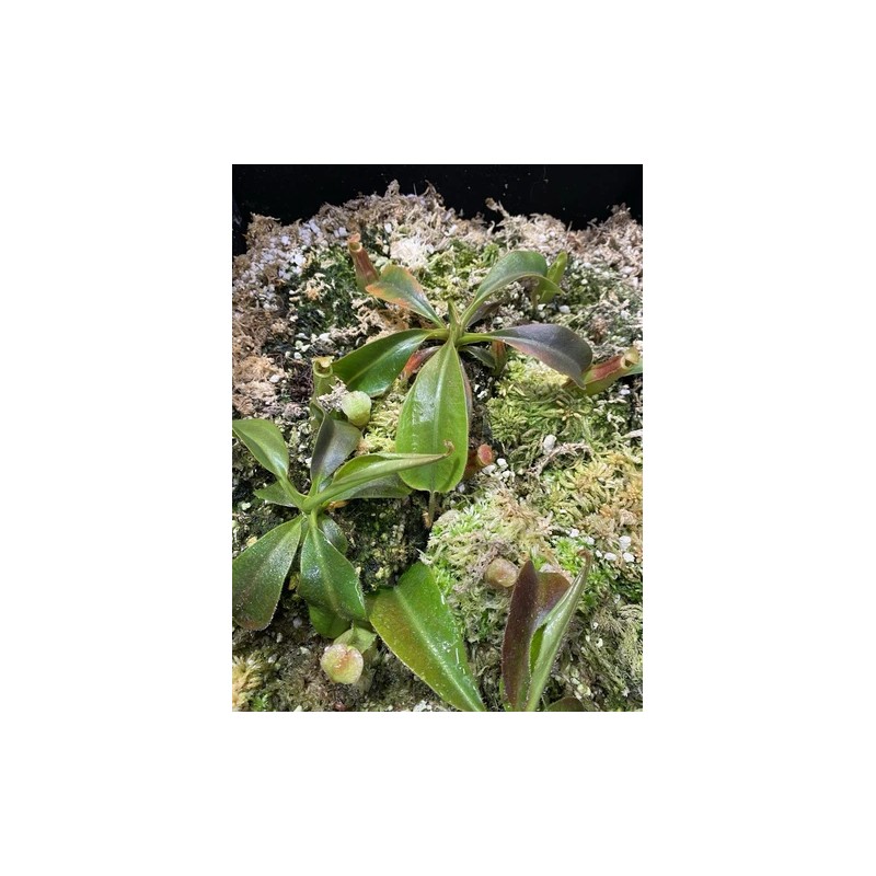 Carnivero Nepenthes Vetchii Kelabit Highlands x S.O.M. x L.V.B.