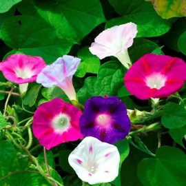 Axel's Garden Seeds Morning Glory Mixed Flower Seeds | Non-GMO | Heirloom | Fresh Garden Seeds - 10 Seeds