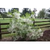 Tree White Fringe Tree/Shrub - 6-12" Tall Live Plant, Qt