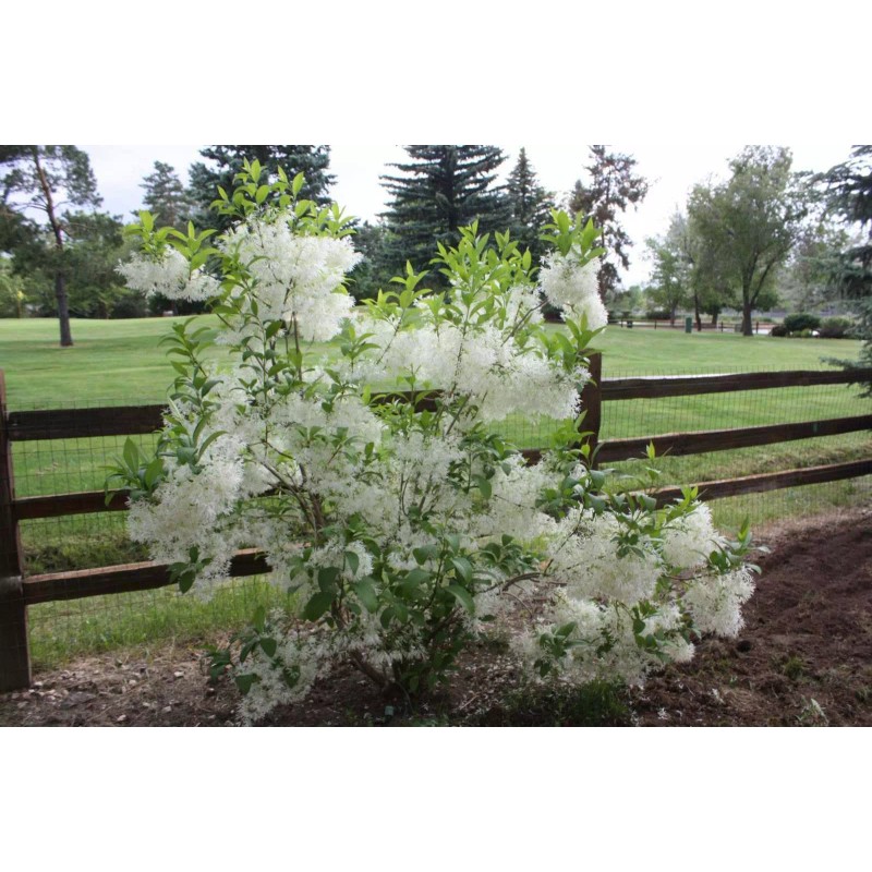 Tree White Fringe Tree/Shrub - 6-12" Tall Live Plant, Qt
