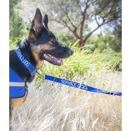 SERVICE DOG (Do Not Disturb/Dog Is Working) Blue Colour Coded S-M L-XL Dog Collar and 60cm 1.2m 1.8m Luxury Neoprene Padded Handle Lead Sets PREVENTS Accidents By Warning Others Of Your Dog In Advance (L-XL & 1.8m)