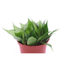 Alocasia Ivory Coast - 4" from California Tropicals