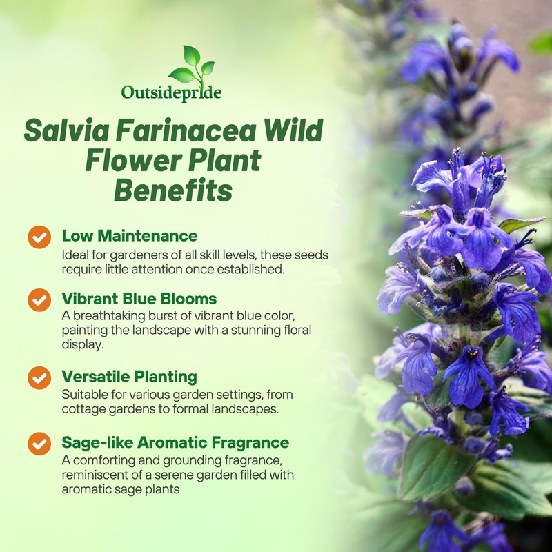 Outsidepride Blue Sage Salvia Farinacea Wild Flower Plant Seeds -