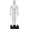 K.S. Choi Corporation Male Acupuncture Model 20" with Chinese and