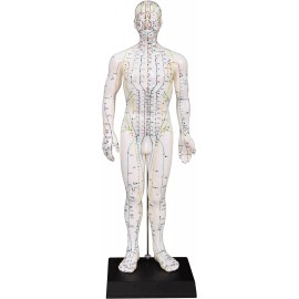 K.S. Choi Corporation Male Acupuncture Model 20" with Chinese and English Points