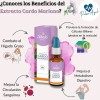 2 Extracto Cardo Mariano, 30ml / Depurador De Higado Shelo