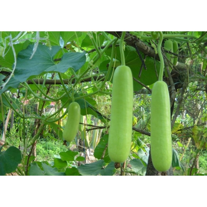 22Day Seeds: Seeds Long Gourd/Green Calabash/Non GMO/Heirloom